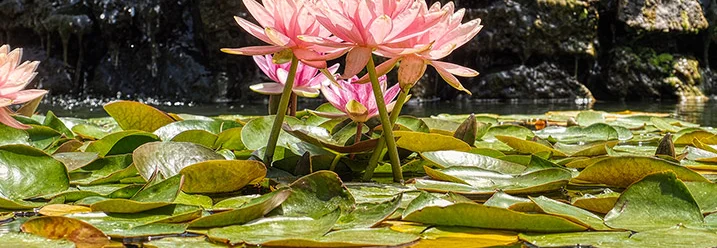 Seerosen auf einem Teich